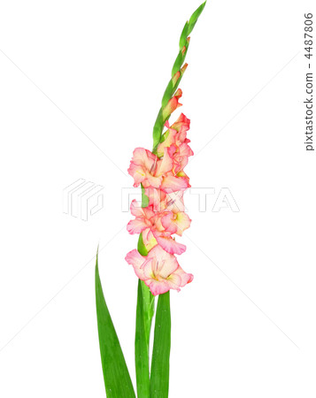 Pink gladiolus . Isolated on white. 4487806
