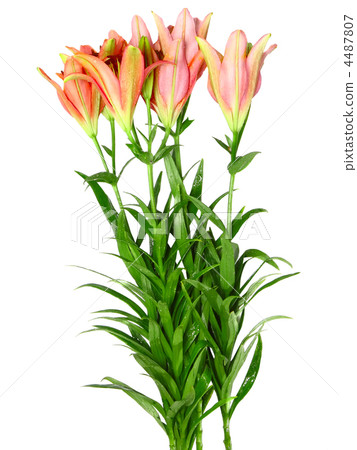 Pink lilies on white background. Isolated. 4487807