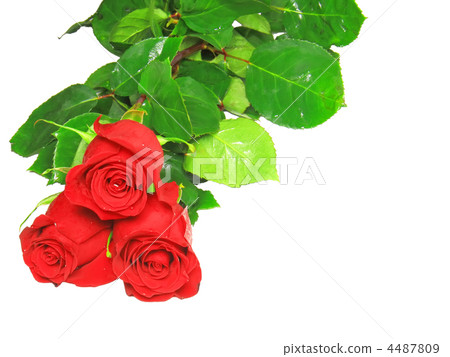 Beautiful three red roses .  Isolated. 4487809