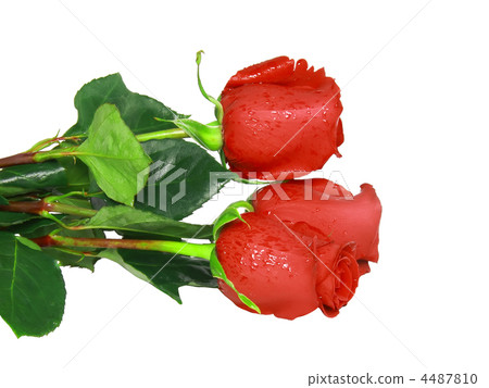 Beautiful three red roses .  Isolated. 4487810