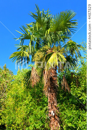 Alone Palm-tree in subtropical. Alone Palm-tree in subtropical. 4487829