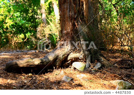 Alone old tree of Pine. Alone old tree of Pine. 4487830