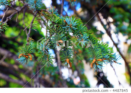 Pine branch with cones. 4487845