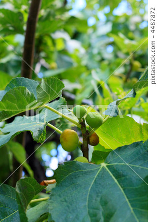 A fruit of fig-tree. 4487872