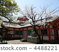 Omiya Shrine 4488221