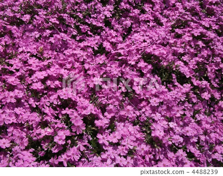 芝櫻地毯 芝櫻地毯 4488239