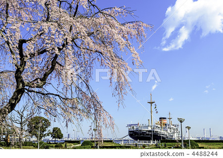 Weeping cherry blossoms at Yokohama Yamashita Park (Naka-ku, Yokohama) 4488244