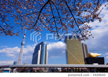 隅田公園盛開的Kaiyoshino和東京天空樹 隅田公園盛開的Kaiyoshino和東京天空樹 4489600