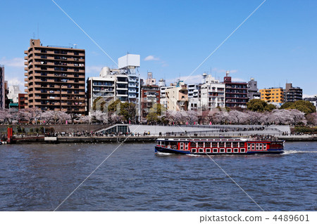 沿著隅田川盛開的櫻花盛開藍天和遊船·龍馬 沿著隅田川盛開的櫻花盛開藍天和遊船·龍馬 4489601