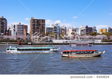 Cherry blossoms in full bloom along the Sumida River spreading blue sky and houseboats Cherry blossoms in full bloom along the Sumida River spreading blue sky and houseboats 4489604