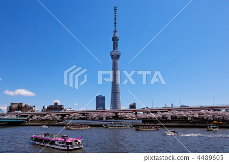 Cherry blossoms in full bloom of Sumida River spreading blue sky, Yakata boat and Tokyo Sky Tree Cherry blossoms in full bloom of Sumida River spreading blue sky, Yakata boat and Tokyo Sky Tree 4489605