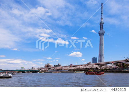 在傳播藍天,遊船和東京天空樹的隅田川盛開的櫻花 在傳播藍天,遊船和東京天空樹的隅田川盛開的櫻花 4489615