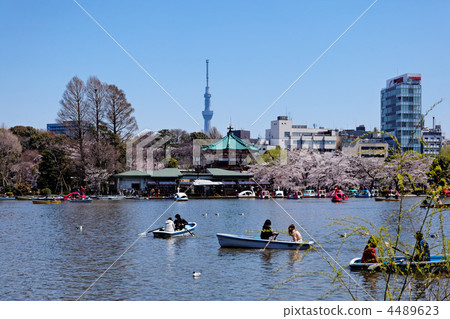 櫻花盛開的櫻花和櫻花和東京天空樹 4489623