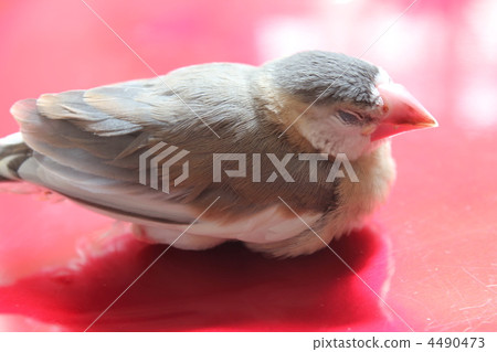 睡覺布鳥小雞 4490473