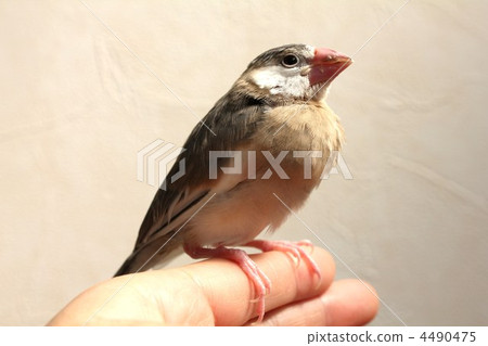 花鳥小雞 花鳥小雞 4490475