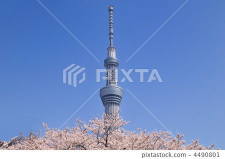 天空樹和櫻桃樹 4490801