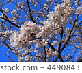 吉野櫻花樹 櫻花 櫻 4490843