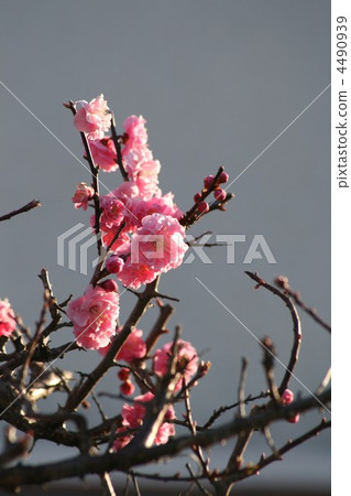 紅梅（Yaezaki）004 4490939