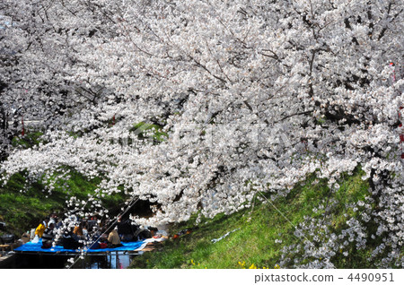 Cherry-blossom viewing Cherry-blossom viewing 4490951