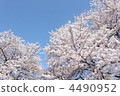 樹木 樹 木頭 4490952