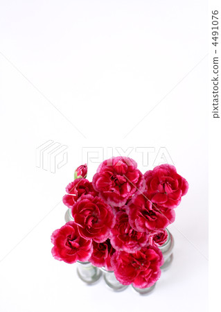 carnation, carnations, bouquet 4491076