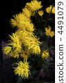 saga chrysanthemum, chrysanthemum, chrysanth 4491079