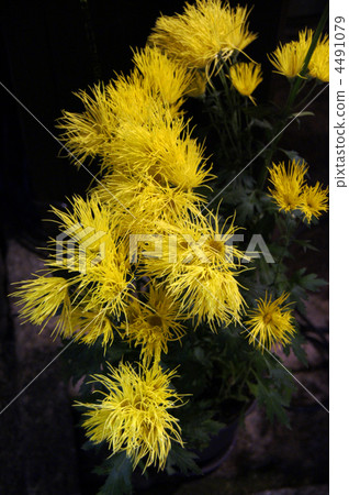 saga chrysanthemum, chrysanthemum, chrysanth 4491079