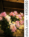saga chrysanthemum, chrysanthemum, chrysanth 4491080