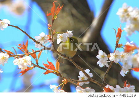 堅持櫻花樹枝的藥 堅持櫻花樹枝的藥 4491139