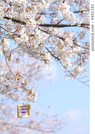 櫻花盛開，現在盛開！ 4491193