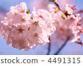 櫻花盛開 4491315