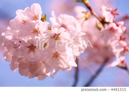 櫻花盛開 櫻花盛開 4491315