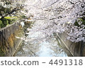 櫻花 4491318