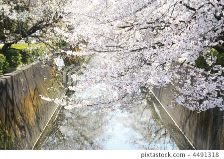 櫻花 4491318