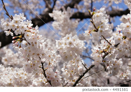 五條河櫻花節 4491381