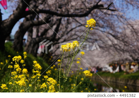 Gojo River Cherry Blossom Festival 4491382