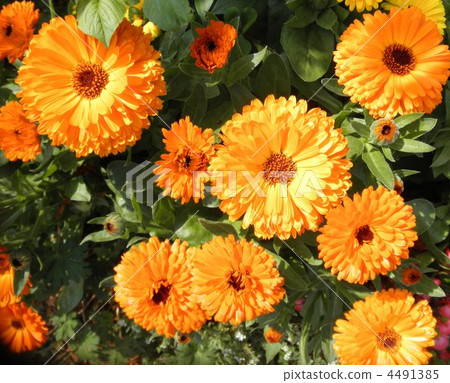 The sun marigold bloomed in early spring 4491385