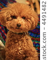 toy poodle toy poodle 4491482