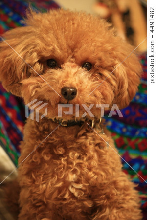 toy poodle toy poodle 4491482