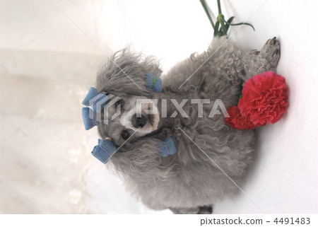 Kate putting carnations in hand 4491483