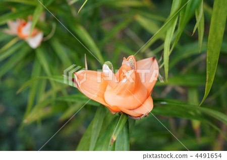 菲律賓製造 雄性（植物） 雌雄異株 4491654