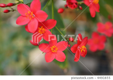 蠅 花木 花 4491655