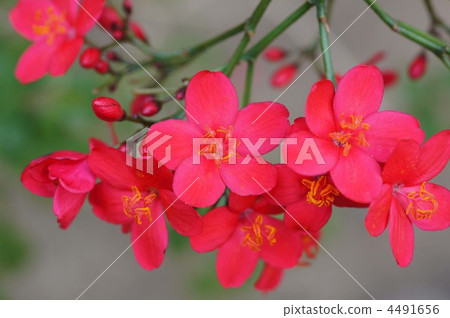 velvet leaf, singapore cherry, muntingia calabura 4491656