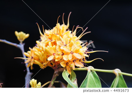 black background, blooming, saraca asoca 4491673