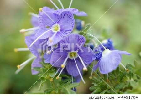 kikubakuwagata, perennials, scrophulariaceae 4491704