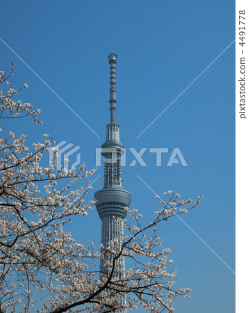 Sky tree and cherry tree Sky tree and cherry tree 4491778