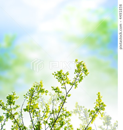 Wakaba Wakaba 4491856