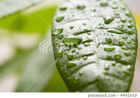 Leaf water droplet (macro) 4491910