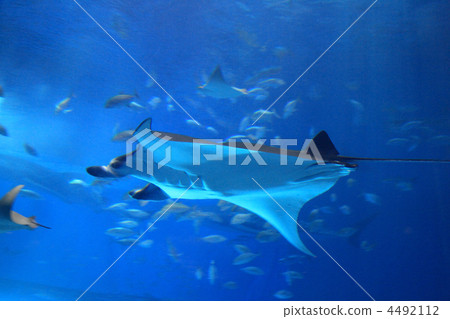 水族館 4492112
