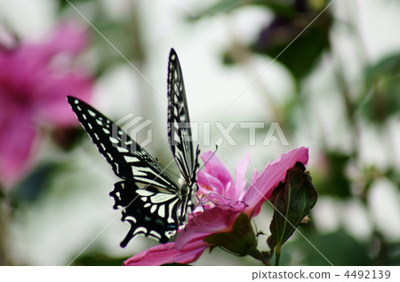 桃紅色木五穀和腰部蝴蝶 4492139